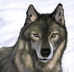 Wolf Painting by Dbruin