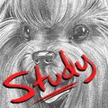 PhotoStudy - Silly pup~ by Carrot