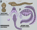 Burden worms by Animew