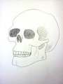 Inktober Day 1: My Skull by SonicXAshXAmy