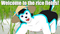 Welcome to the Rice Fields!