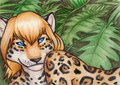 Jaguaress ACEO by korrok