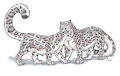 Two Snow Leopards by Ebony Tigress by Athari
