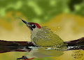 weekly bird - green woodpecker by wolfgryph