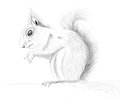 Realistic Squirell by orwin
