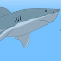 Great White Shark Experiment by Skyblue2005