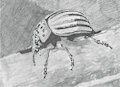 Potato Beetle by AlcosaurusRex