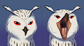 An Owl's Beak by AuroraBound