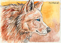 The curious wolf by FuzzyMaro