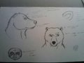Bear study  by Neos8
