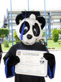 A graduated panda by pandapaco