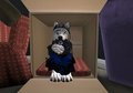 Husky in a Box by DemiDeer