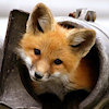 foxovh