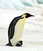 penguinfapper555